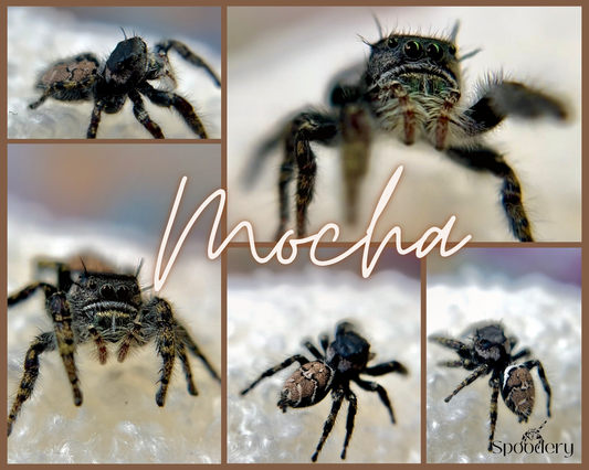 Mocha 🍫 (Phidippus Carolinesis)