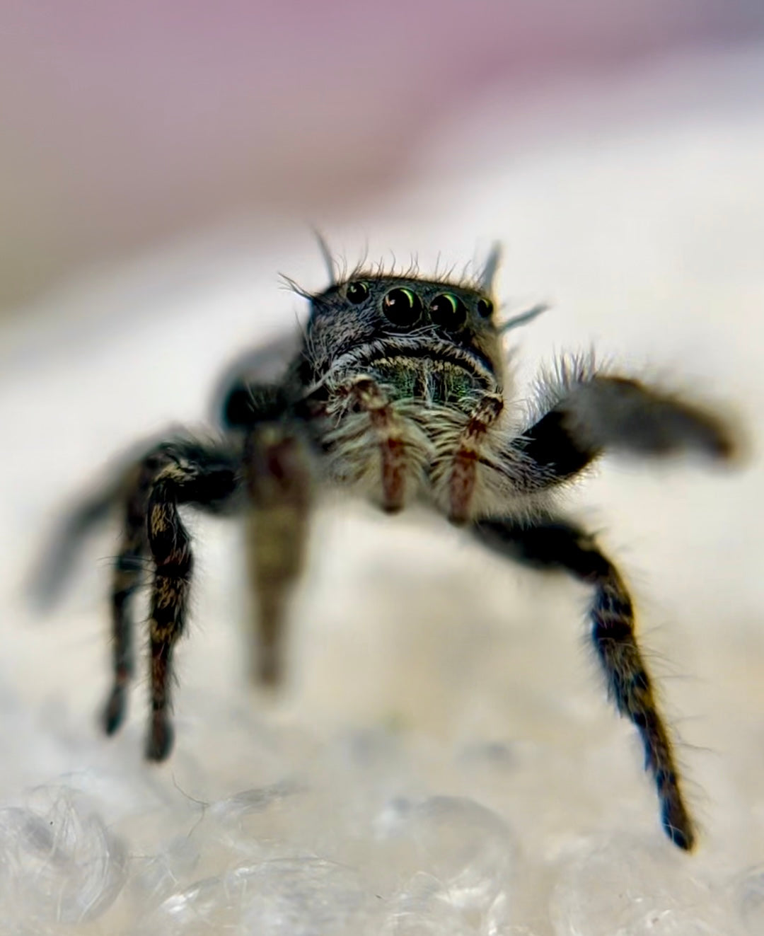 Mocha 🍫 (Phidippus Carolinesis)