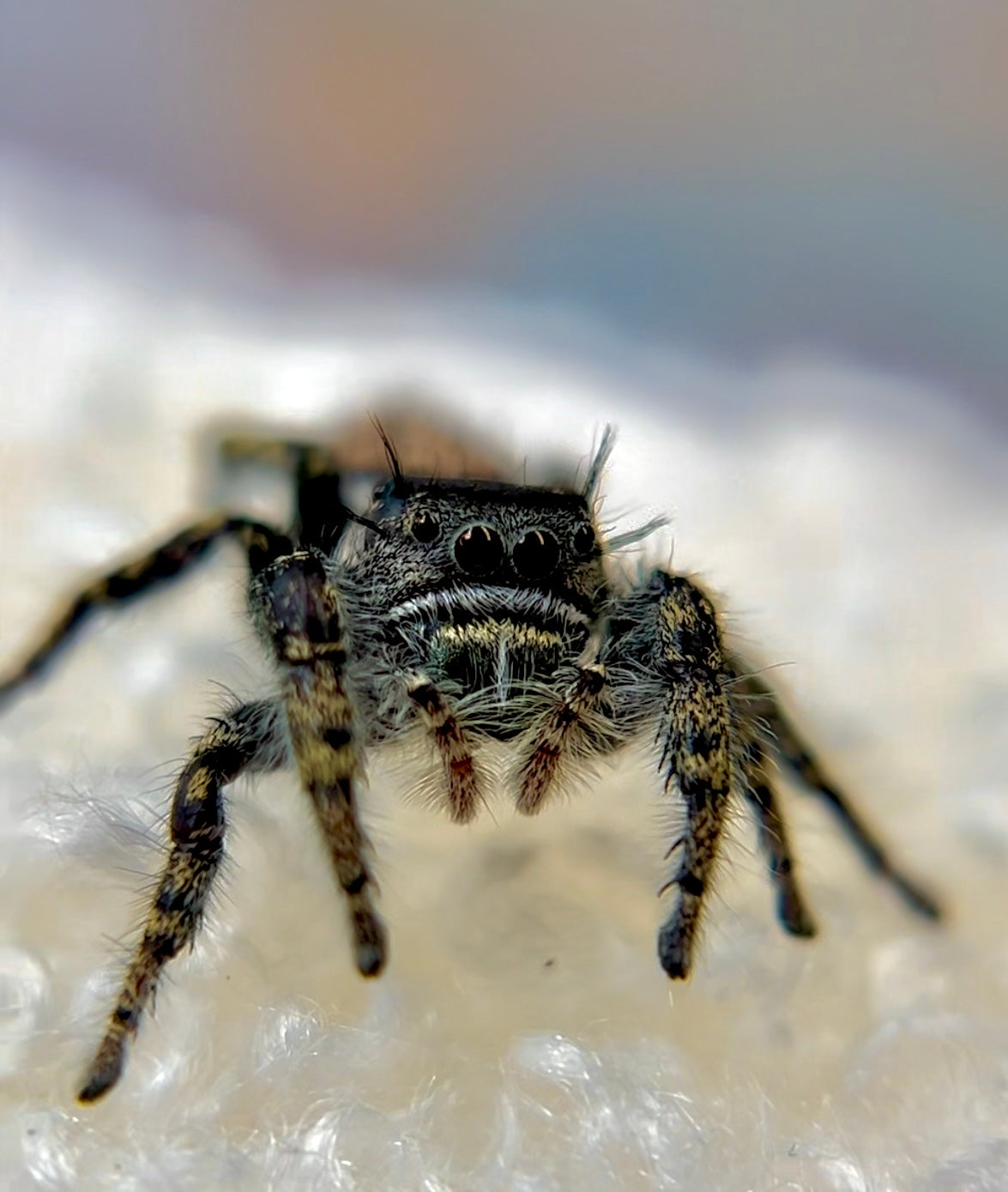 Mocha 🍫 (Phidippus Carolinesis)