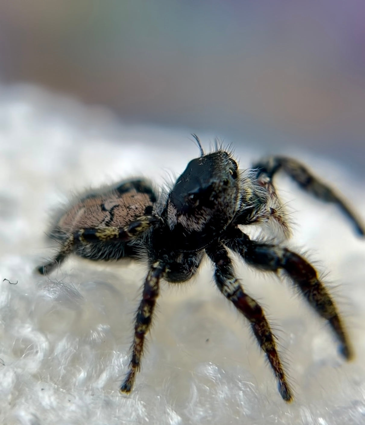 Mocha 🍫 (Phidippus Carolinesis)