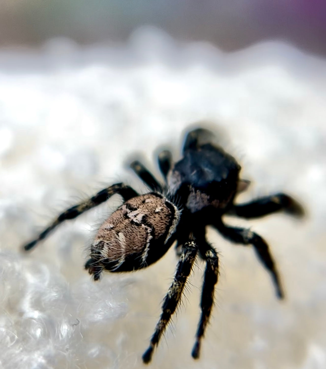 Mocha 🍫 (Phidippus Carolinesis)